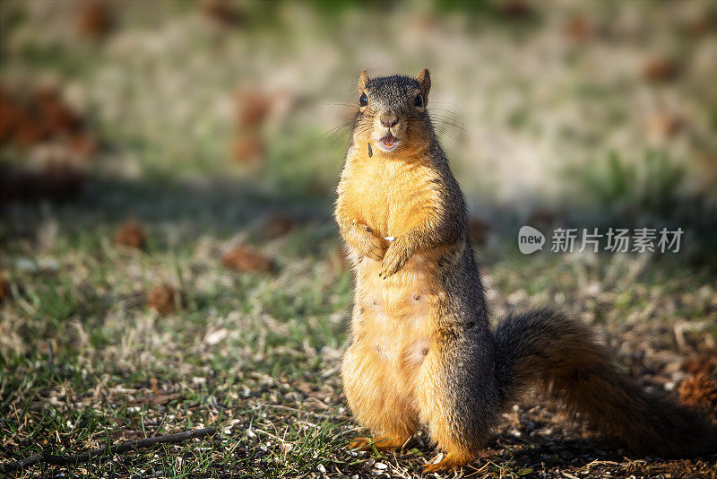 狐狸松鼠(Sciurus niger)